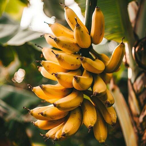 Nutrient-Rich Banana