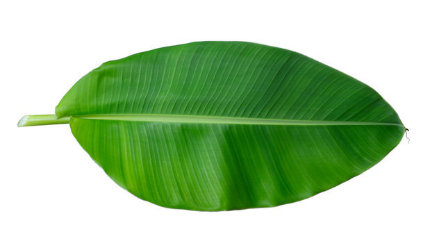Nature’s eco-plate - Banana Leaves