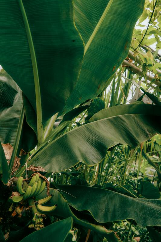 Nature’s eco-plate - Banana Leaves