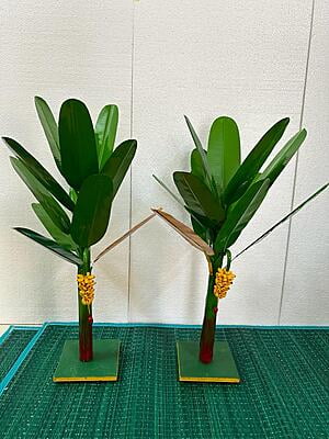 Banana Tree - 28 inch