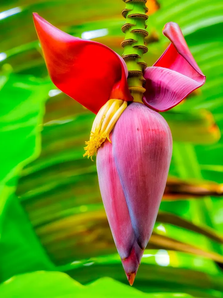Banana flower - florets Banana flower - florets