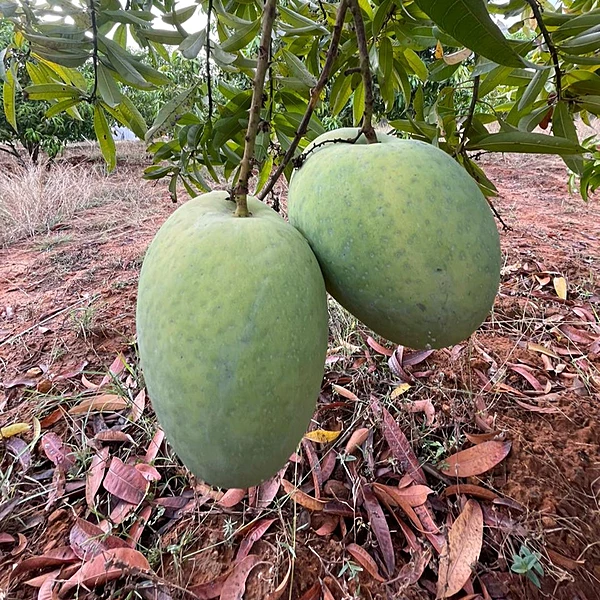 Banganapalli Mangoes