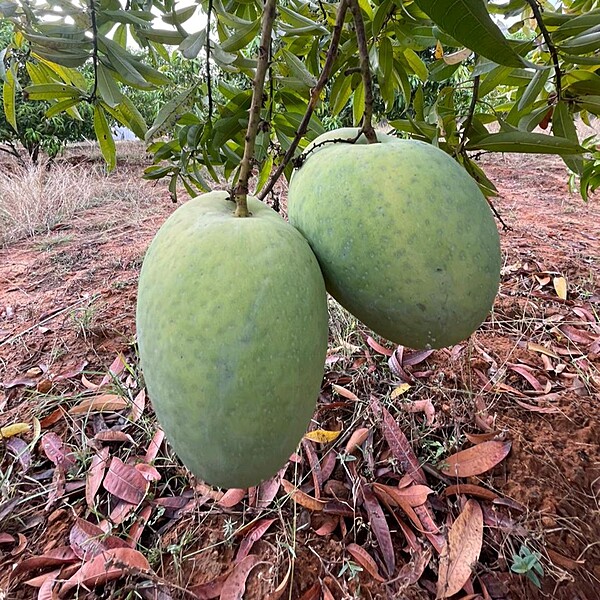 Banganapalli Mangoes