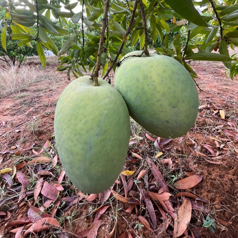 Banganapalli Mangoes
