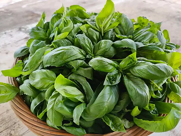 Italian Basil 125 gms - IDRO Fresh