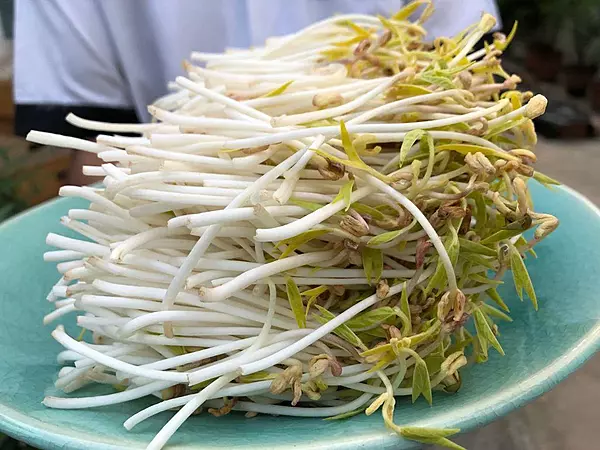 Bean Sprouts 30 gms - Love Green Life