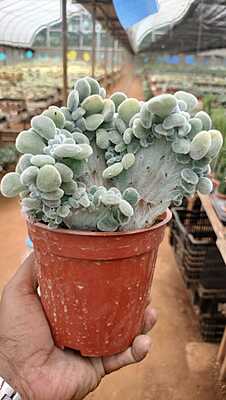 Bear Paw Succulent Bear Paw Succulent