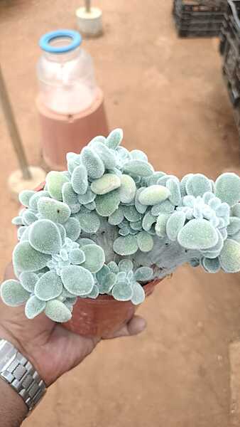 Bear Paw Succulent Bear Paw Succulent