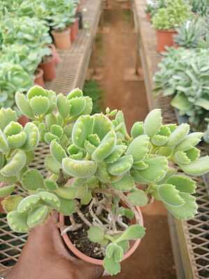 Bear Paw Succulent