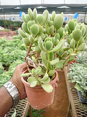 Bear Paw Succulent Bear Paw Succulent