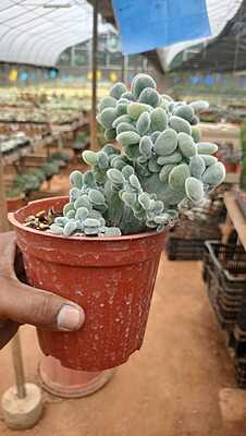 Bear Paw Succulent Bear Paw Succulent
