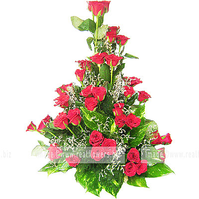 Beautiful Red Roses