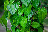 Handpicked  Beetle Leaves