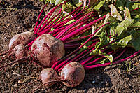 Earthy sweetness -Beetroot