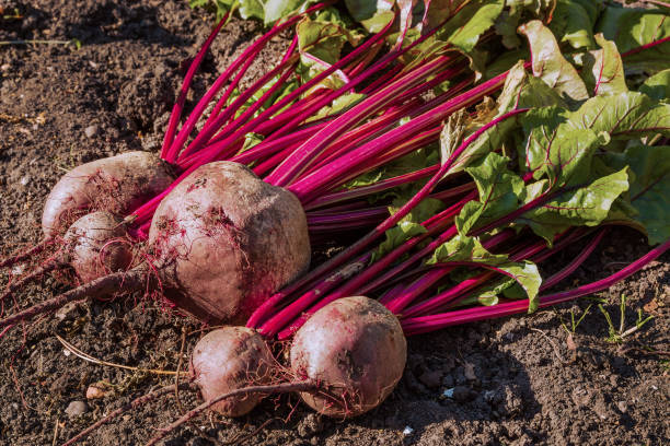 Earthy sweetness -Beetroot