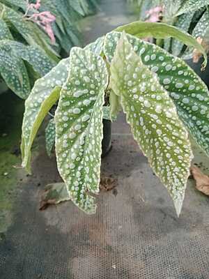 Begonia Angel Wings