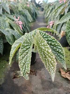 Begonia Angel Wings