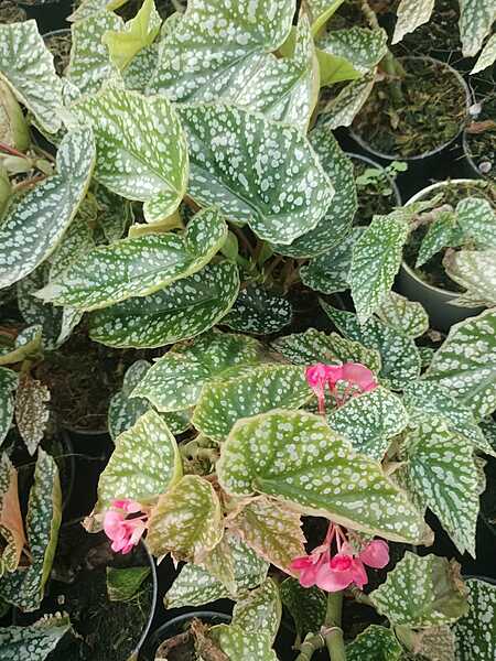 Begonia Angel Wings