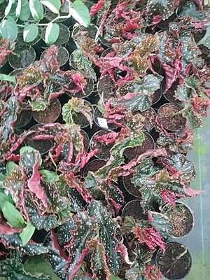 Begonia Cracklin Rosie