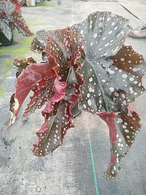 Begonia Cracklin Rosie