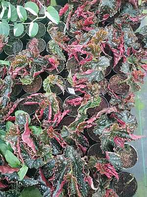 Begonia Cracklin Rosie