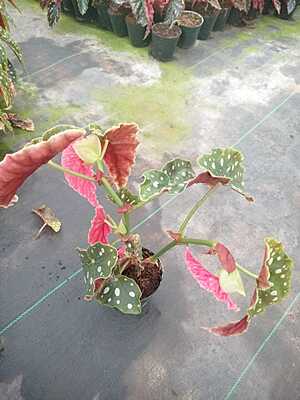Begonia Maculata