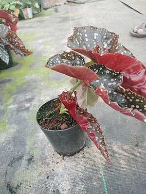 Begonia Maculata