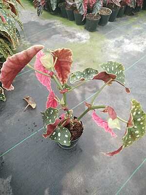 Begonia Maculata
