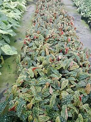 Begonia Maculata