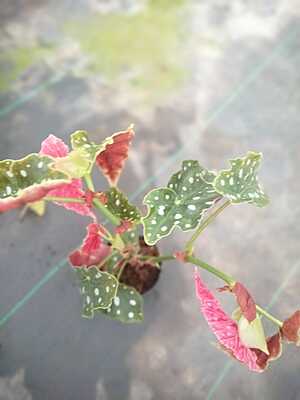 Begonia Maculata