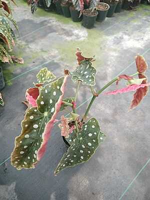 Begonia Maculata