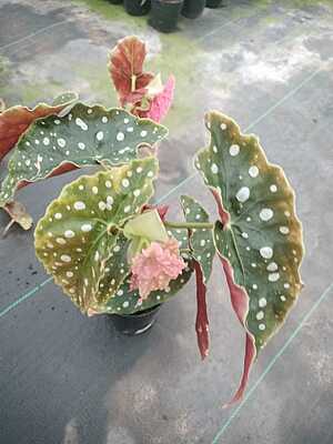 Begonia Maculata