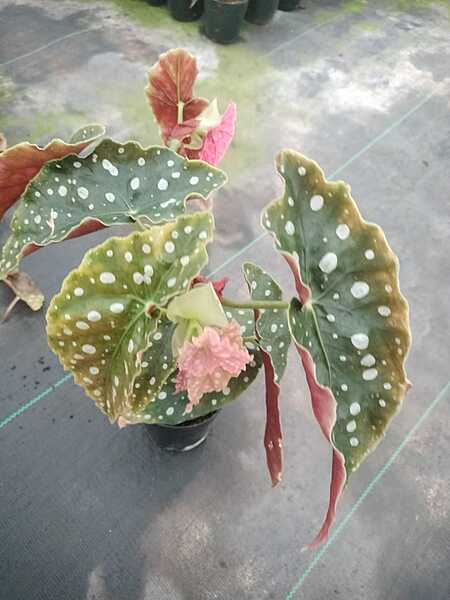 Begonia Maculata