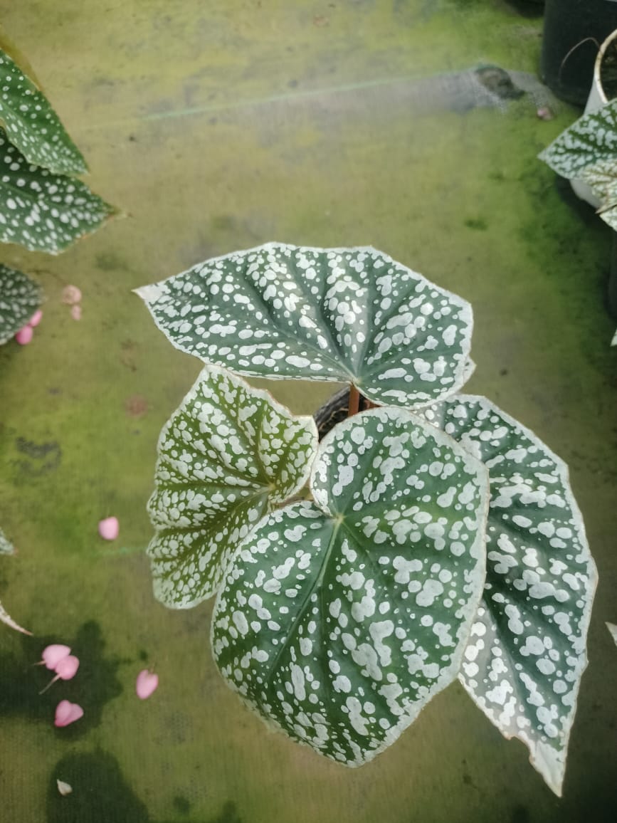 Begonia Snow Capped