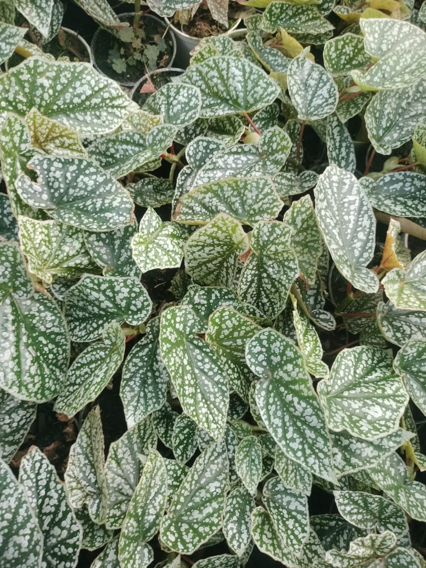 Begonia Snow Capped