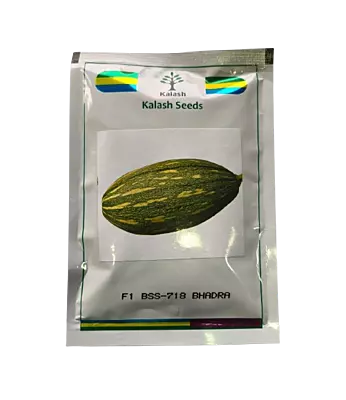Hybrid Pumpkin BSS-718 Bhadra by Kalash Seeds