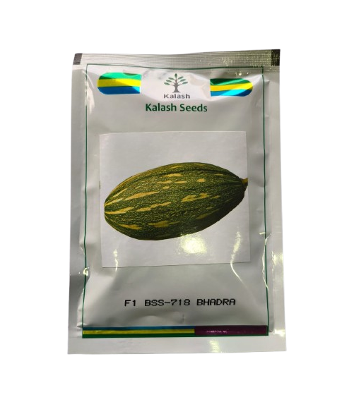 Hybrid Pumpkin BSS-718 Bhadra by Kalash Seeds