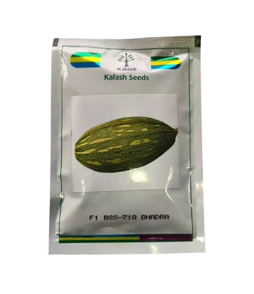 Hybrid Pumpkin BSS-718 Bhadra by Kalash Seeds