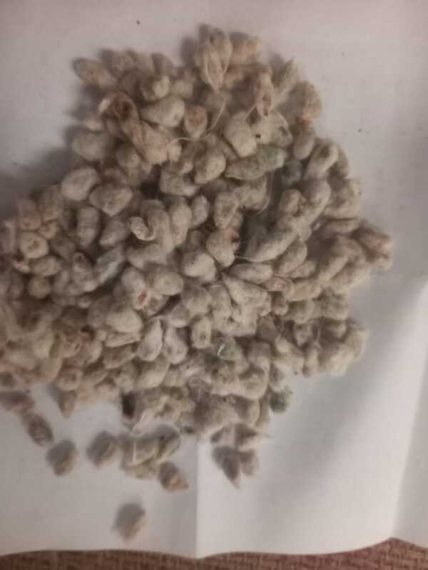 Big Cotton Seeds