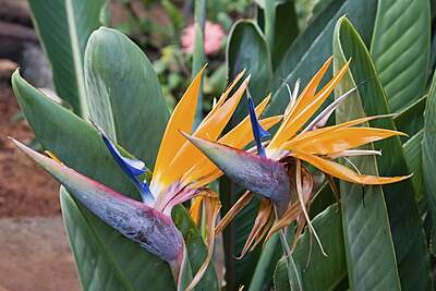 Bird of Paradise