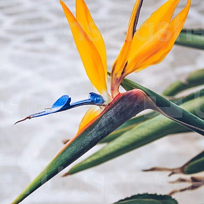 Birds of Paradise
