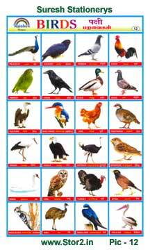 Birds - Picture chart No - 12