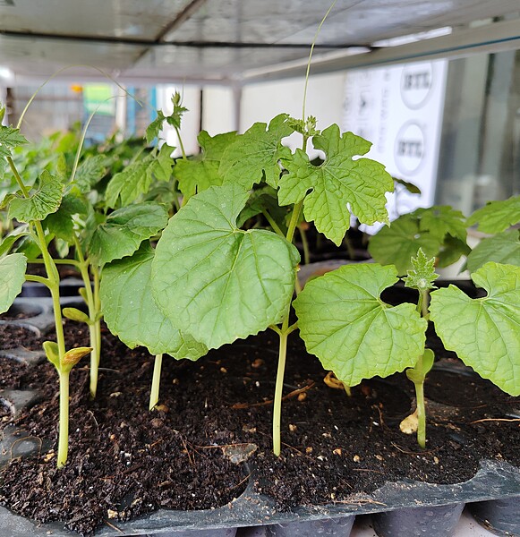 Bitter Gurd Green Long Seedlings 5Nos