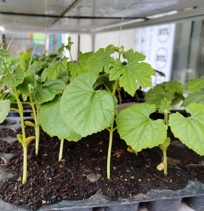 Bitter Gurd Green Long Seedlings 5Nos