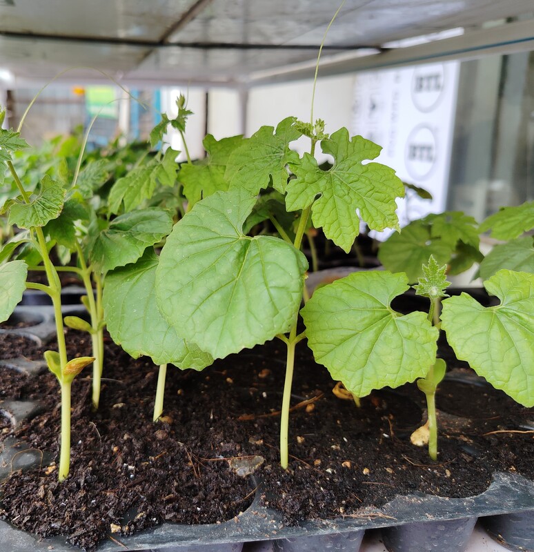Bitter Gurd Green Long Seedlings 5Nos
