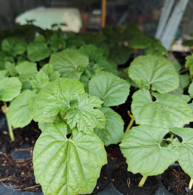 Bittergourd " White Long" Exotic 5Nos plants