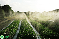 Greenhouse Equipment Leasing Services