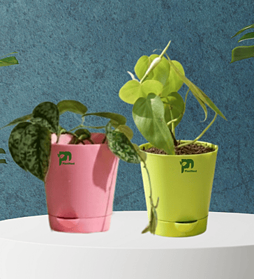 Combo - Oxicardium and Pothos Silver