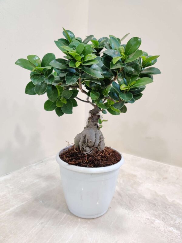 Bonsai Ficus Grafted 10cm Pot