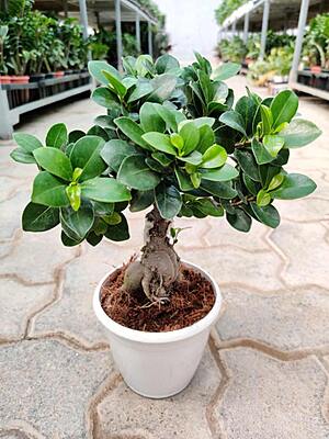 Bonsai Ficus Grafted 10cm Pot